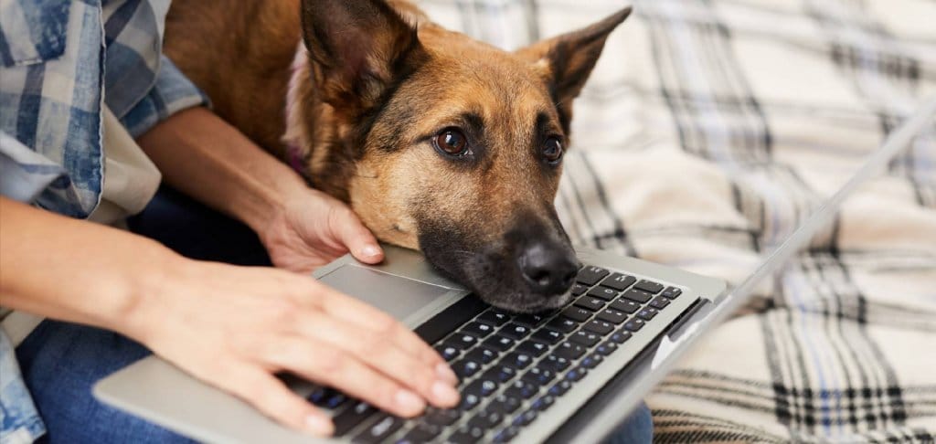 dog looking at computer on owners lap