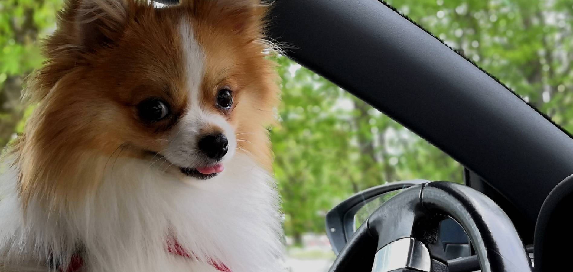 cute dog driving car