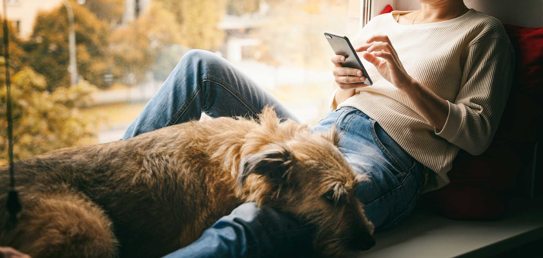 dog on owners lap using vet app