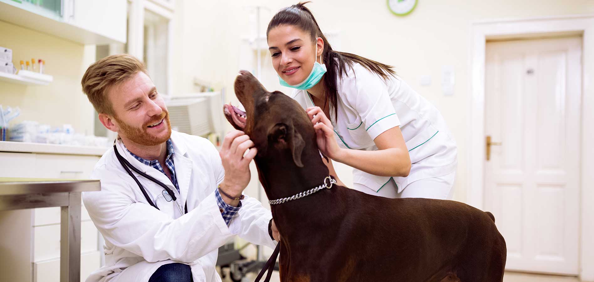 vet wellness exam patient
