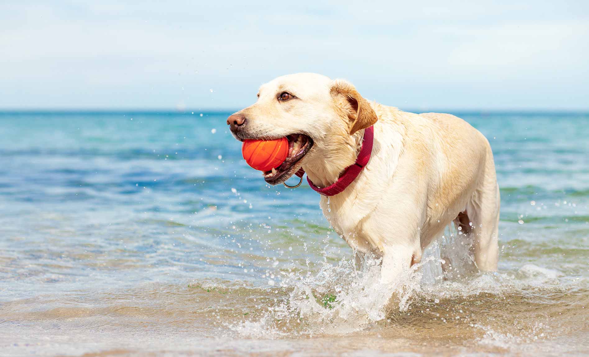 dog carrying ball at beach
