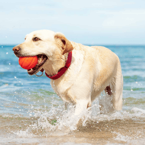 dog playing on beach with ball