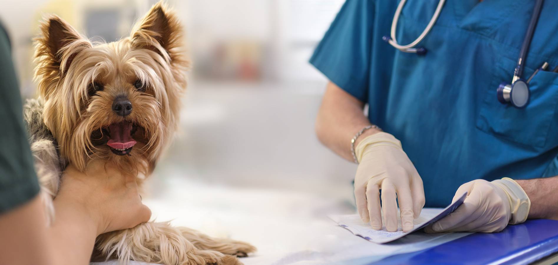 dog and veterinarians