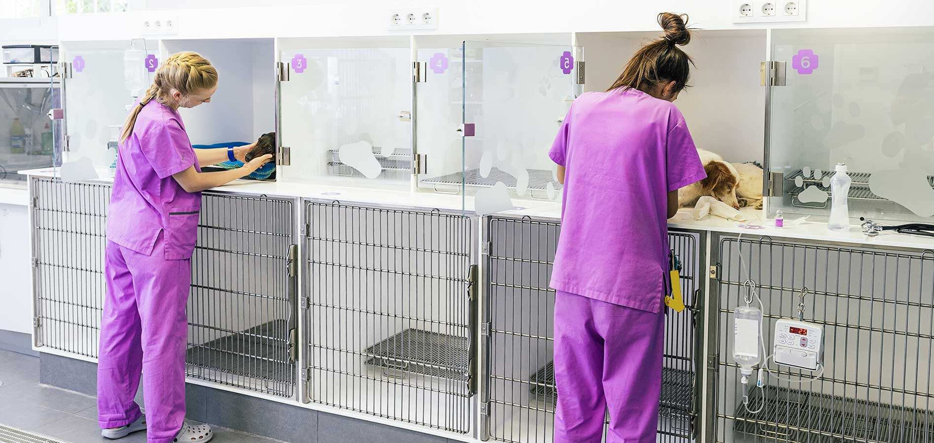Veterinary Hospital Staff Helping Animals