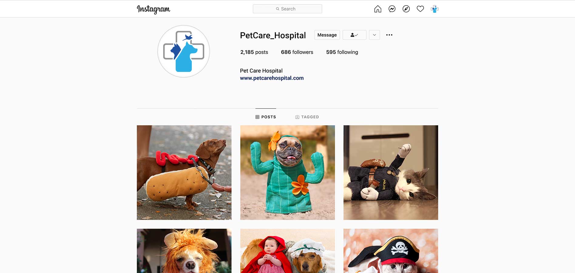 animal hospital instagram channel
