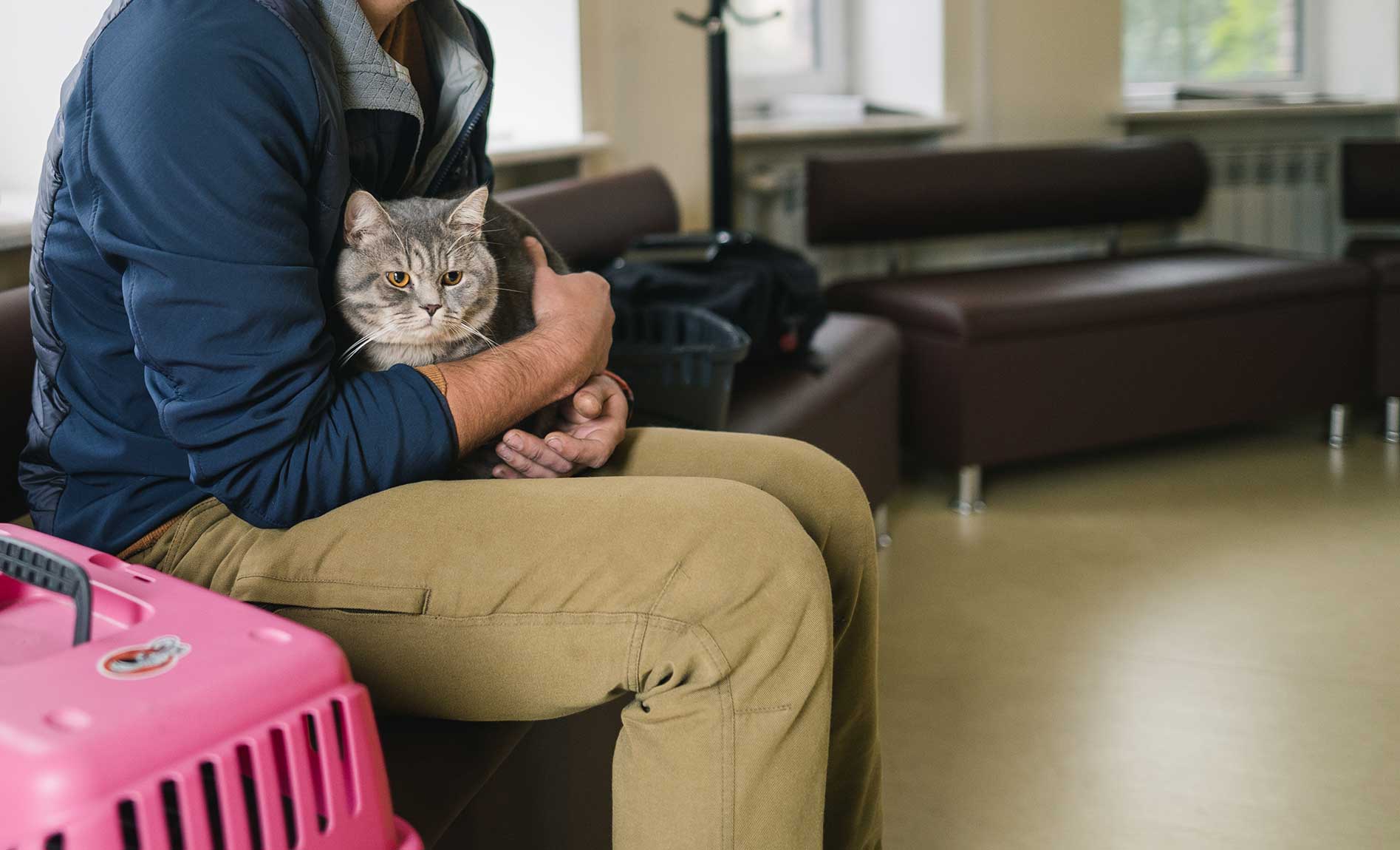 veterinary client in animal hospital with cat