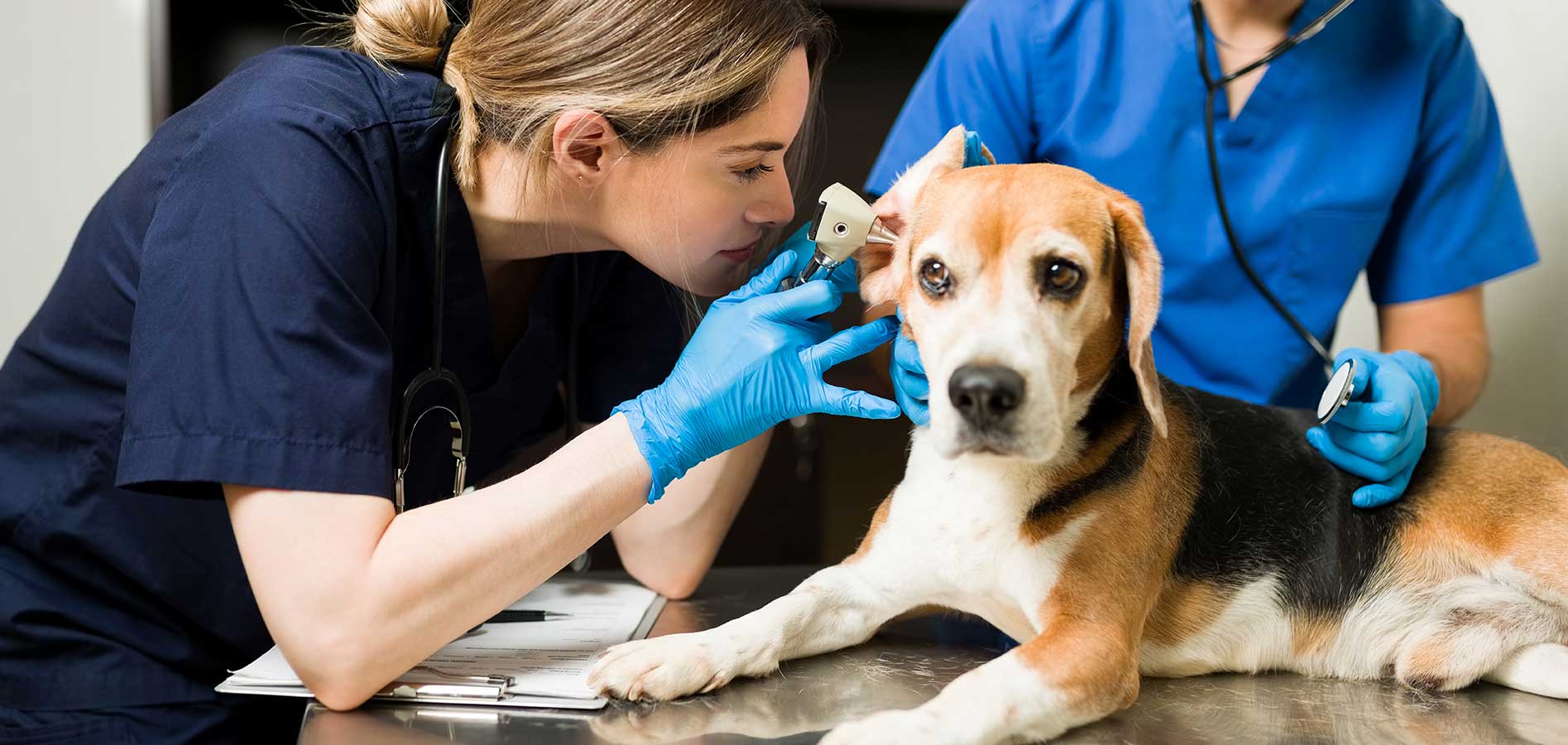 veterinarian checking dogs ears