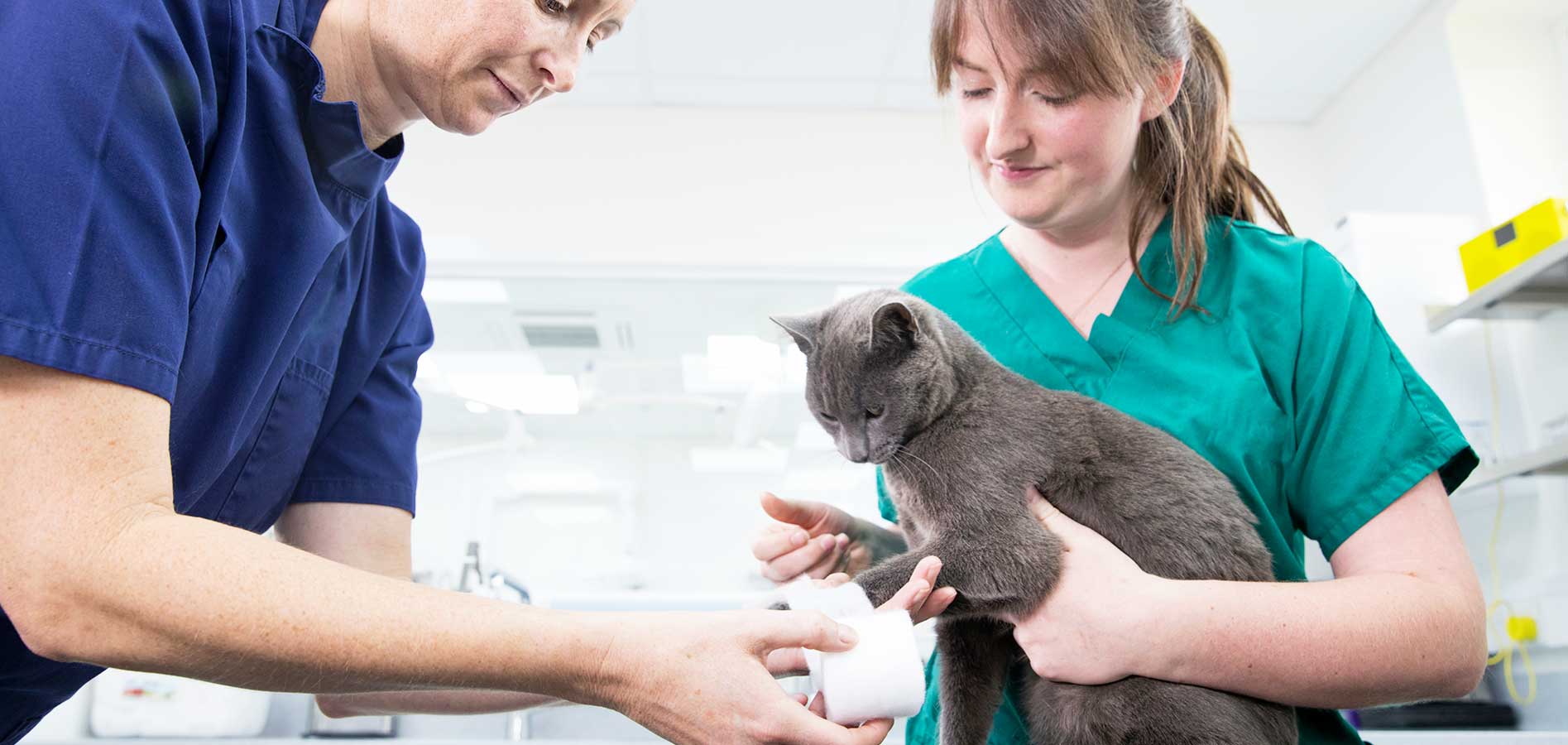 veterinarian developing new skills